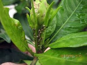 uploads/images/pest/tea aphids.jpg